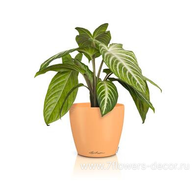 Кашпо Lechuza Classico Color Deco 14 papaya (пластик), D15xH13,5 см - фото 2