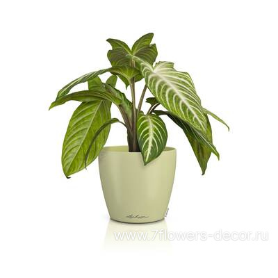 Кашпо Lechuza Classico Color Deco 14 linde (пластик), D15xH13,5 см - фото 2