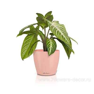 Кашпо Lechuza Classico Color Deco 14 magnolia (пластик), D15xH13,5 см - фото 2