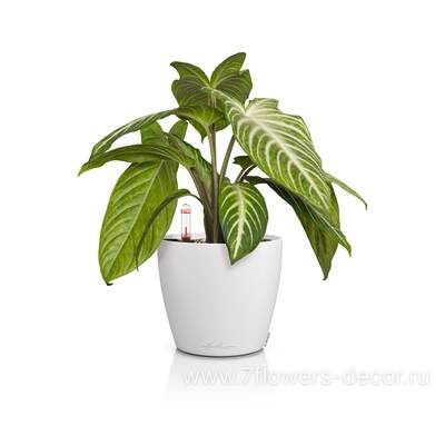 Кашпо Lechuza Classico Color 14 Complete white (пластик), D15xH13,5 см - фото 4