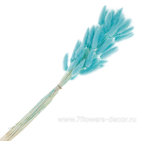 Сухоцветы Лагурус, набор (60 шт) - фото 1