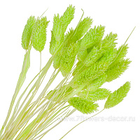 Сухоцветы "Фалярис", H60 см, набор (30 шт) - фото 1