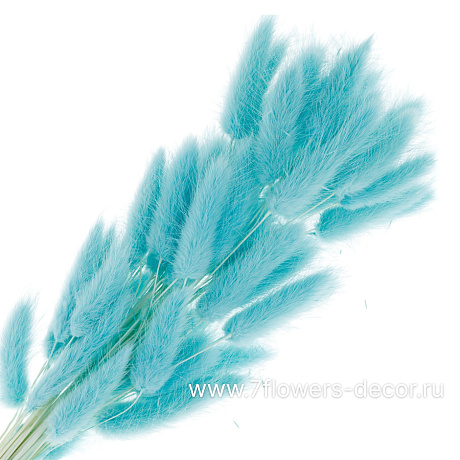 Сухоцветы Лагурус, набор (60 шт) - фото 2