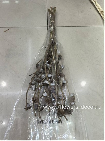 Сухоцветы Коримбия, H55 см, 200 г - фото 1