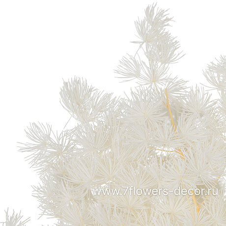 Сухоцветы стабилизированные Аспарагус Умбилатус, 80 г - фото 2