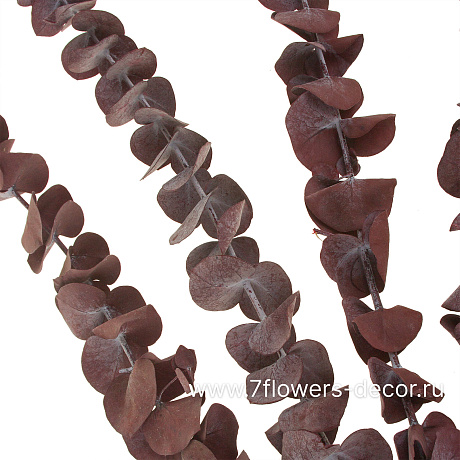 Набор сухоцветов Эвкалипт стабилизированный,  50-60 см (60 гр) - фото 2