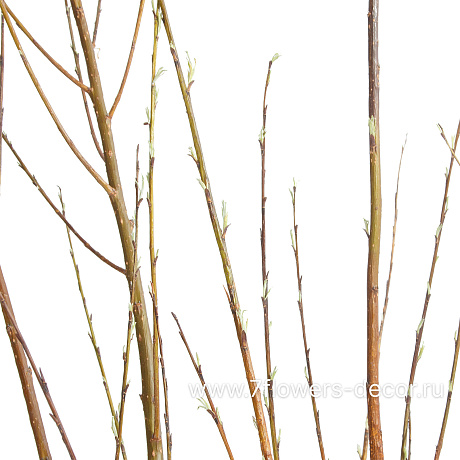 Ветка ивы Анциферова, H 190-260 см, набор (10 шт) - фото 2