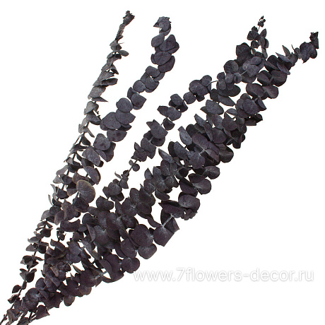 Набор сухоцветов Эвкалипт стабилизированный,  50-60 см, (60 гр) - фото 1