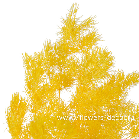 Сухоцветы стабилизированные Аспарагус Умбилатус, 80 г - фото 2