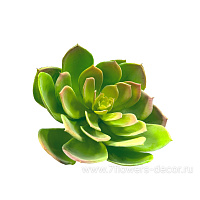 Растение искусственное "Суккулент Эониум Канарский", 16xH16 см - фото 1