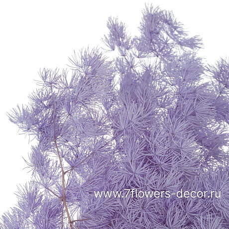Сухоцветы стабилизированные Аспарагус Умбилатус, 80 г - фото 2