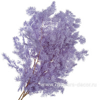 Сухоцветы стабилизированные "Аспарагус Умбилатус", 80 г - фото 1