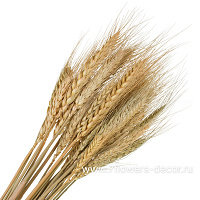 Набор пшеницы, 60 см, (30 шт.) - фото 1