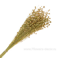 Букет из сухих колосовых культур "Лён", 85 г - фото 1