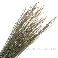 Сухоцветы "Молиния тростниковая", D4х H80 см - фото 1