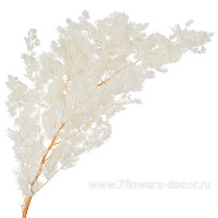 Сухоцветы стабилизированные "Аспарагус Умбилатус", 80 г - фото 1