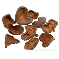Набор скорлупы орехов "Бадам", 8-9 см, (10 шт) - фото 1