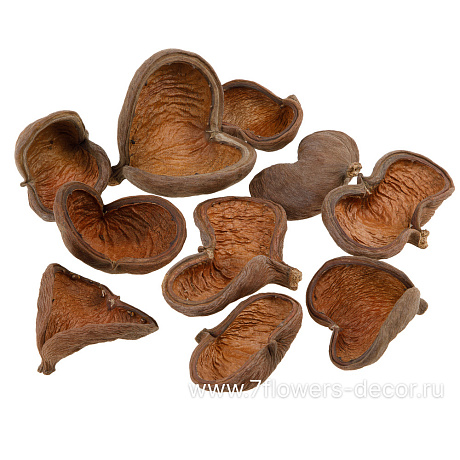 Набор скорлупы орехов Бадам, 8-9 см, (10 шт) - фото 1