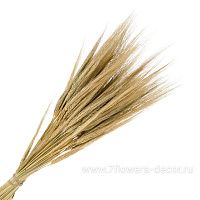 Букет из сухих колосовых "Ячмень", 75 г - фото 1