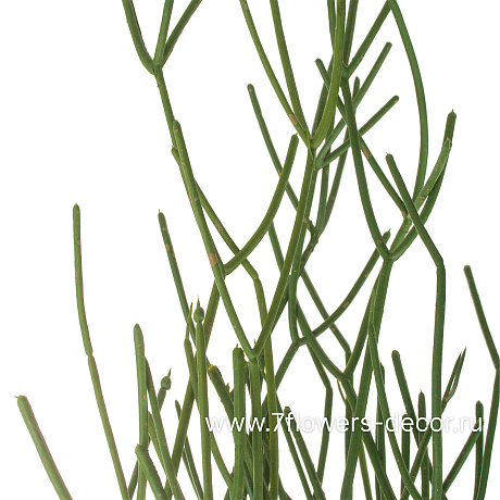 Растение искусственное ампельное Рипсалис, H42 см - фото 2