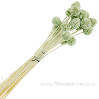 Сухоцветы "Краспедия", набор (20 шт) - фото 1