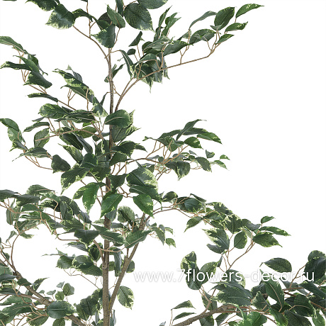 Дерево искусственное Фикус пестрый,705 листьев, Н180 см - фото 2
