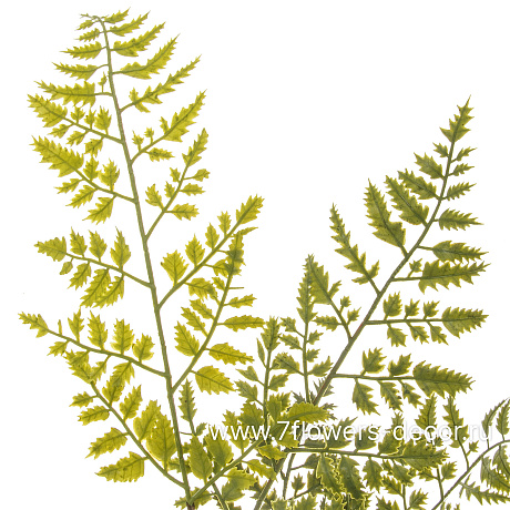 Растение искусственное Папоротник Адиантум ампельный, H102 см - фото 2