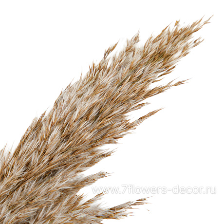Набор пампасной травы декоративной, 80см, 10 шт. - фото 2