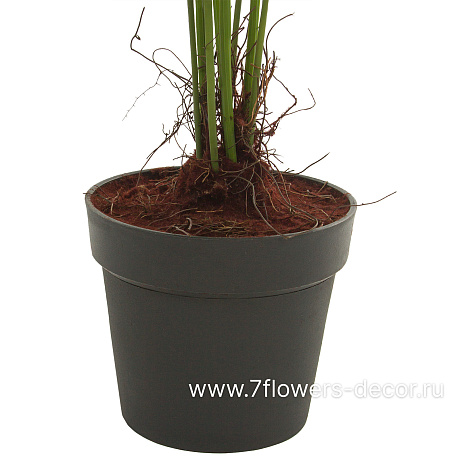 Растение искусственное Папоротник в кашпо, H150 см - фото 2