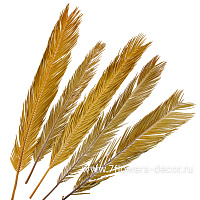 Сухоцветы "Пальмовый лист", H80 см, набор (5 шт) - фото 1