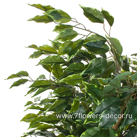 Дерево искусственное Фикус-Лиана пестрый, 1680 листьев, Н180 см - фото 3