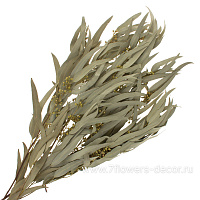 Набор сухоцветов "Эвкалипт Николи", 60-70 см, (90гр) - фото 1