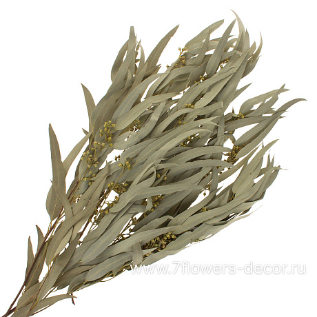 Набор сухоцветов Эвкалипт Николи, 60-70 см, (90гр) - фото 1