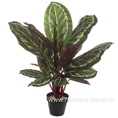 Растение искусственное Диффенбахия в кашпо, H60 см - фото 1