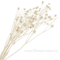 Сухоцветы "Эрингиум (Синеголовик)", H50 см, набор (5 шт) - фото 1