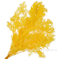 Сухоцветы стабилизированные "Аспарагус Умбилатус", 80 г - фото 1