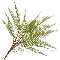 Растение искусственное "Папоротник Кочедыжник", H78 см - фото 1