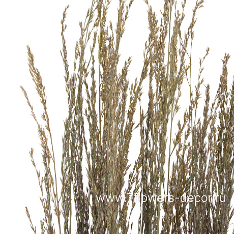 Сухоцветы Молиния тростниковая, D4х H80 см - фото 2