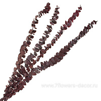 Набор сухоцветов "Эвкалипт" стабилизированный,  50-60 см (60 гр) - фото 1