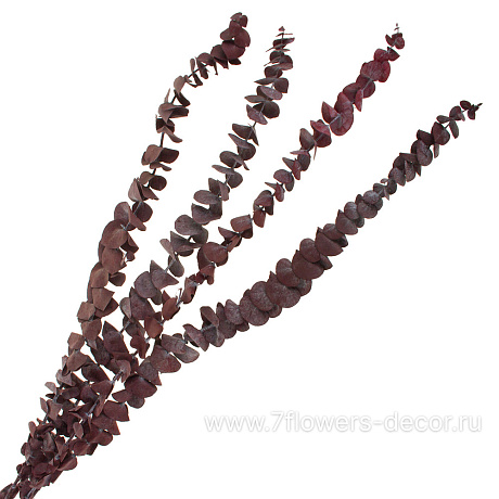 Набор сухоцветов Эвкалипт стабилизированный,  50-60 см (60 гр) - фото 1