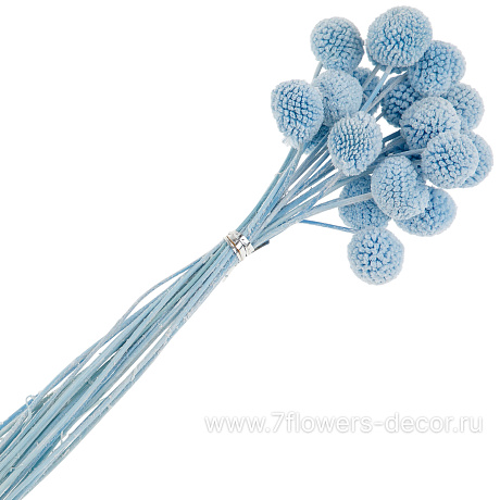 Сухоцветы Краспедия, набор (20 шт) - фото 1