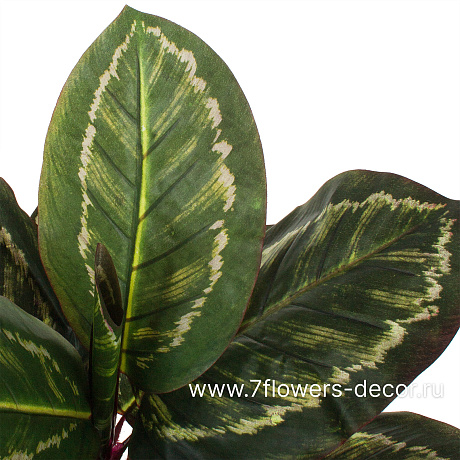 Растение искусственное Диффенбахия в кашпо, H60 см - фото 2