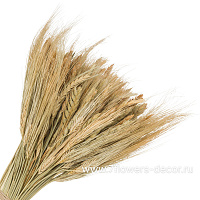 Букет из сухих колосовых культур (рожь), Н44 см - фото 1