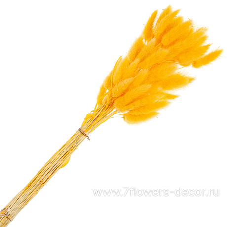 Сухоцветы Лагурус, набор (60 шт) - фото 1