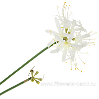 Цветок искусственный "Агапантус", H62 см - фото 1