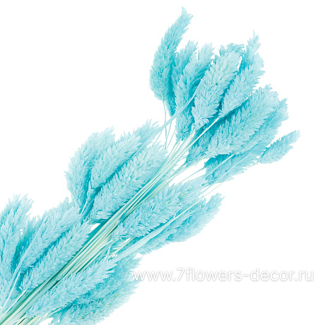 Сухоцветы Фалярис, H60 см, набор (50 шт) - фото 2