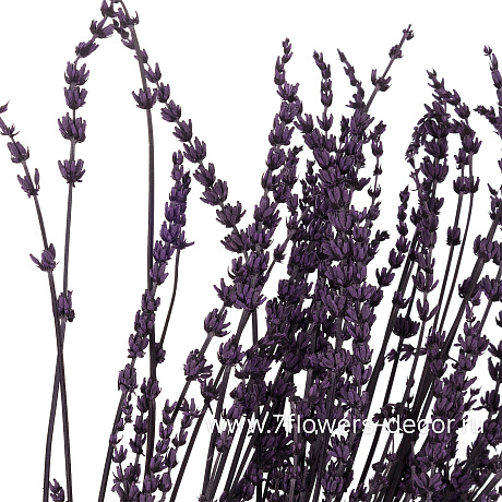 Сухоцветы стабилизированные Лаванда, 100 г - фото 2