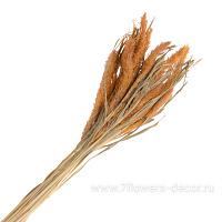 Букет из сухих колосовых культур "Могар", H60 см - фото 1