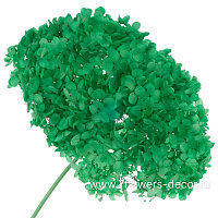 Сухоцветы стабилизированные "Гортензия", D15-19 см - фото 1