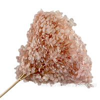 Сухоцветы стабилизированные "Гортензия", H20-25 см - фото 1